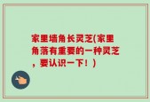 家里墙角长灵芝(家里角落有重要的一种灵芝，要认识一下！)