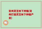 贺州灵芝林下种植(贺州打造灵芝林下种植产业)