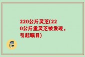220公斤灵芝(220公斤重灵芝被发现，引起瞩目)