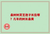 桑树树灵芝孢子长在哪？几年的树长桑黄