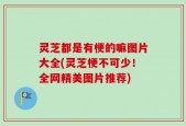 灵芝都是有梗的嘛图片大全(灵芝梗不可少！全网精美图片推荐)
