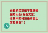 白色的灵芝值不值钱呢图片大全(白色灵芝：名贵中药材还是市面上常见货色？)