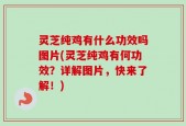 灵芝纯鸡有什么功效吗图片(灵芝纯鸡有何功效？详解图片，快来了解！)