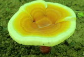 灵芝孢子粉怎么吃法？小心吃错还损害身体！