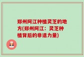 郑州阿江种植灵芝的地方(郑州阿江：灵芝种植背后的非遗力量)