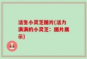 活生小灵芝图片(活力满满的小灵芝：图片展示)