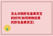 怎么识别野生桑黄灵芝的好坏(如何辨别优质的野生桑黄灵芝)