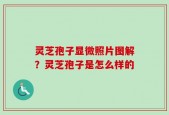 灵芝孢子显微照片图解？灵芝孢子是怎么样的