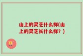 山上的灵芝什么样(山上的灵芝长什么样？)