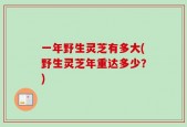一年野生灵芝有多大(野生灵芝年重达多少？)