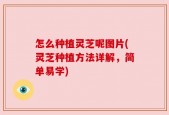 怎么种植灵芝呢图片(灵芝种植方法详解，简单易学)