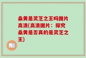 桑黄是灵芝之王吗图片高清(高清图片：探究桑黄是否真的是灵芝之王)