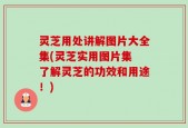 灵芝用处讲解图片大全集(灵芝实用图片集 了解灵芝的功效和用途！)
