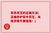 家养灵芝的正确方法(正确养护家中灵芝，关键步骤不要错落！)