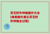 灵芝野外种植图片大全(精美图片展示灵芝野外种植全过程)