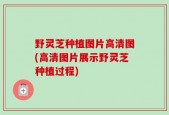 野灵芝种植图片高清图(高清图片展示野灵芝种植过程)