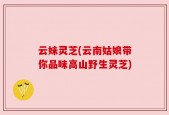 云妹灵芝(云南姑娘带你品味高山野生灵芝)