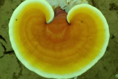 肺癌晚期可以吃灵芝孢子粉吗？看专业人士解答