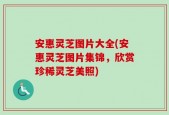 安惠灵芝图片大全(安惠灵芝图片集锦，欣赏珍稀灵芝美照)
