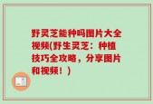 野灵芝能种吗图片大全视频(野生灵芝：种植技巧全攻略，分享图片和视频！)