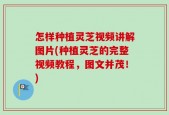 怎样种植灵芝视频讲解图片(种植灵芝的完整视频教程，图文并茂！)
