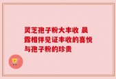 灵芝孢子粉大丰收 晨露相伴见证丰收的喜悦与孢子粉的珍贵