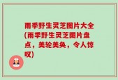 雨季野生灵芝图片大全(雨季野生灵芝图片盘点，美轮美奂，令人惊叹)