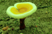 化疗吃灵芝孢子粉能缓解副作用吗？不懂的就看这篇