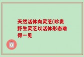 天然活体肉灵芝(珍贵野生灵芝以活体形态难得一见