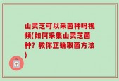 山灵芝可以采菌种吗视频(如何采集山灵芝菌种？教你正确取菌方法)