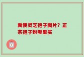 粪便灵芝孢子图片？正宗孢子粉哪里买