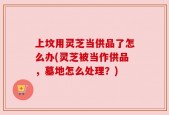 上坟用灵芝当供品了怎么办(灵芝被当作供品，墓地怎么处理？)