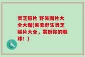 灵芝照片 野生图片大全大图(超美野生灵芝照片大全，震撼你的眼球！)