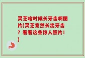 灵芝啥时候长牙齿啊图片(灵芝竟然长出牙齿？看看这些惊人照片！)