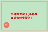 小孙野生灵芝(小孙发现珍贵野生灵芝)