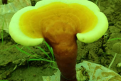 灵芝破壁孢子粉的功效作用，这些一定要搞清楚