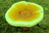 灵芝孢子粉适合哪些人群吃？简直是这些人的福音！