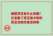 破壁灵芝有什么效果？已采集了灵芝孢子粉的灵芝功效作用怎样呢