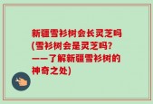 新疆雪衫树会长灵芝吗(雪衫树会是灵芝吗？——了解新疆雪衫树的神奇之处)