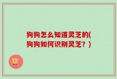狗狗怎么知道灵芝的(狗狗如何识别灵芝？)