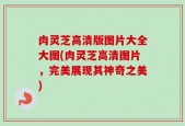 肉灵芝高清版图片大全大图(肉灵芝高清图片，完美展现其神奇之美)