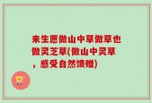 来生愿做山中草做草也做灵芝草(做山中灵草，感受自然馈赠)