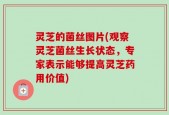 灵芝的菌丝图片(观察灵芝菌丝生长状态，专家表示能够提高灵芝药用价值)