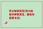 苏小妹家灵芝(苏小妹家中神奇灵芝，被誉为百草之王)