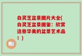 白灵芝盆景图片大全(白灵芝盆景图鉴：欣赏这些华美的盆景艺术品！)