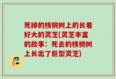 死掉的核桃树上的长着好大的灵芝(灵芝丰富的故事：死去的核桃树上长出了巨型灵芝)