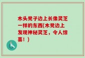 木头凳子边上长像灵芝一样的东西(木凳边上发现神秘灵芝，令人惊喜！)
