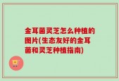 金耳菌灵芝怎么种植的图片(生态友好的金耳菌和灵芝种植指南)