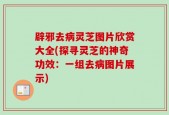 辟邪去病灵芝图片欣赏大全(探寻灵芝的神奇功效：一组去病图片展示)