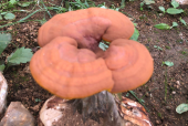 灵芝孢子粉可以搭配其他食物一起吃吗？要忌口吗？